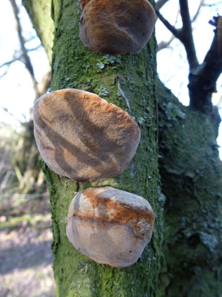 Image of 3 large Blushing Bracket fungi attached to a tree branch on a bright autumn day.  The underside is fleshy in texture and a pinky. brown colour.  The shape is bulbous.