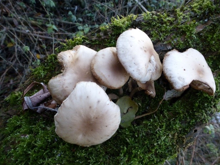 Close up photograph of 5 Sheath Woodtuft mushrooms attached to decaying wood. Irregular shape, probably nibbled. Light cream colouring.