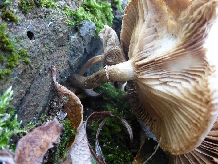 Photograph of the underside of a Sheathed Woodtuft which has a long brown stem growing out of decaying wood with moss. The underside has open gills and is cream coloured.