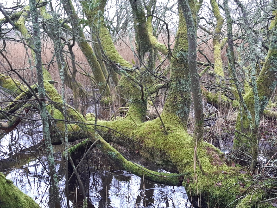 WFV, 4th February 2025, Leighton Moss RSPB