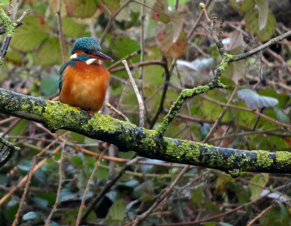 Kingfisher, sat on a branch that is covered in green lichens 