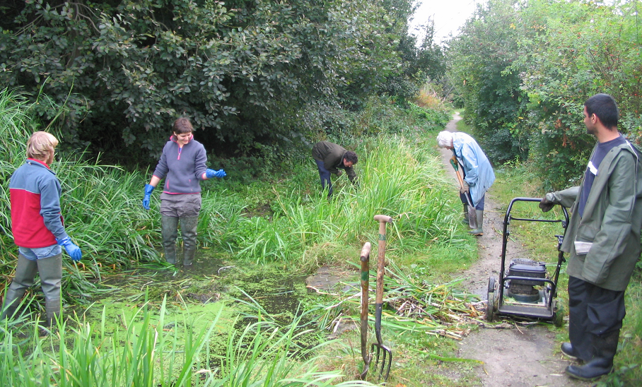 Four people in an urban woodland, cutting back foliage and clearing weeds from a pond.