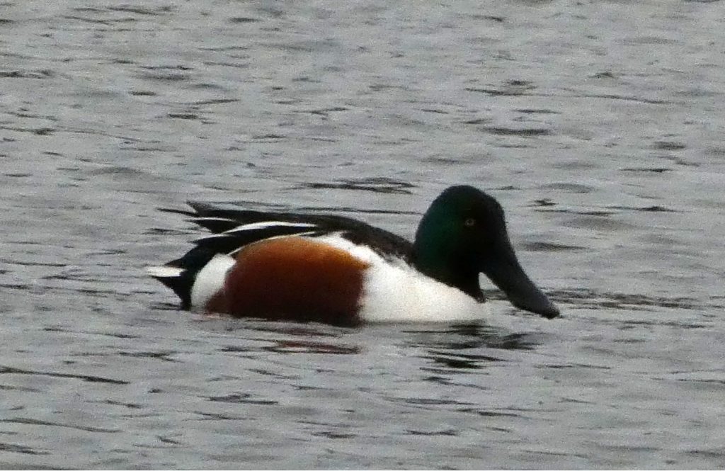 close up of a shoveler. A duck, dark head, white and rusty brown body, with a huge, wide beak