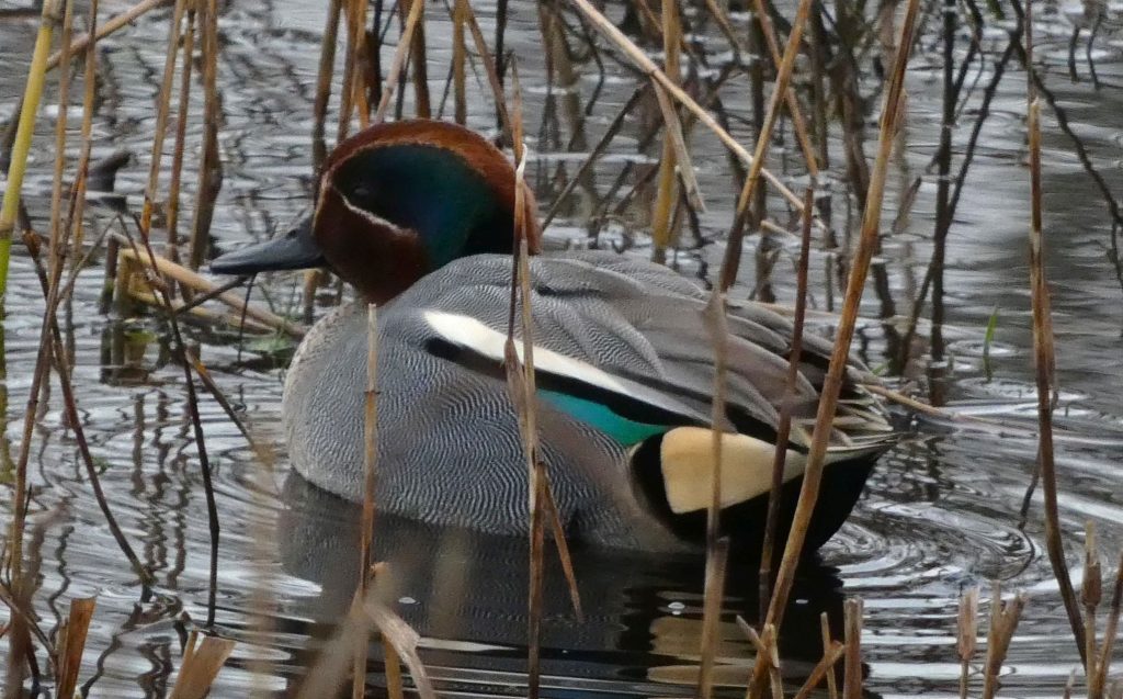 Close up of a Teal. A duck with a rusty brown head and Teal blue green eye stripes on eyes and underwing