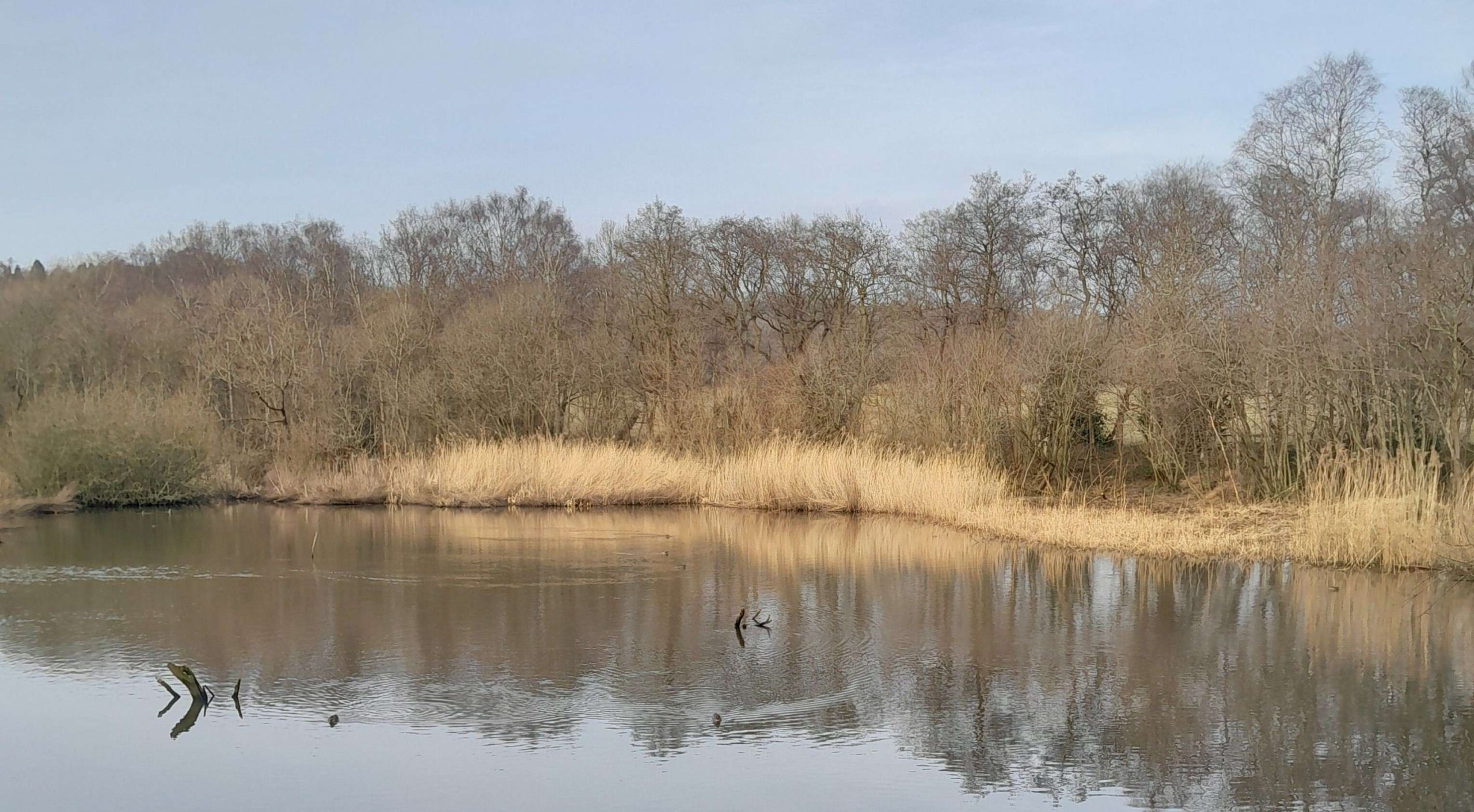 Breary Marsh and Paul’s Pond 18th February 2025
