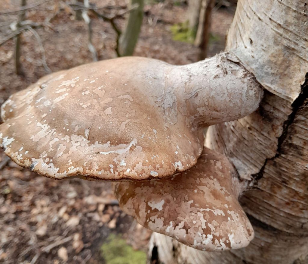 close up of Birch polypore Fungus on a birch trunk