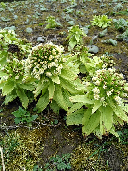 a patch of pale green plants topped with creamy white flower buds