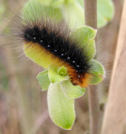 Close up of the Garden Tiger Moth caterpillar. It has long black hairs on its body and an orange underside