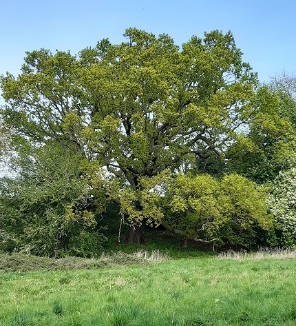 an oak tree in bright spring leaf on top of a fortified banking