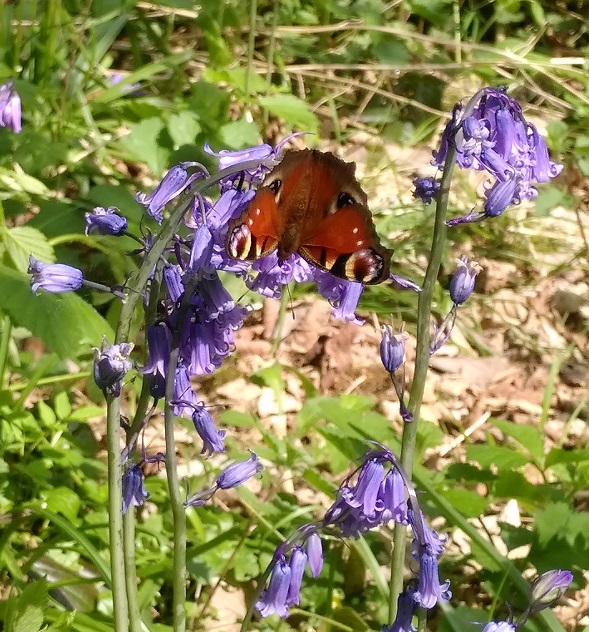 WFV Rougement 29.4.25 