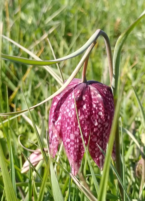 Close up of a purple Snake’s-head Fritillary flower.