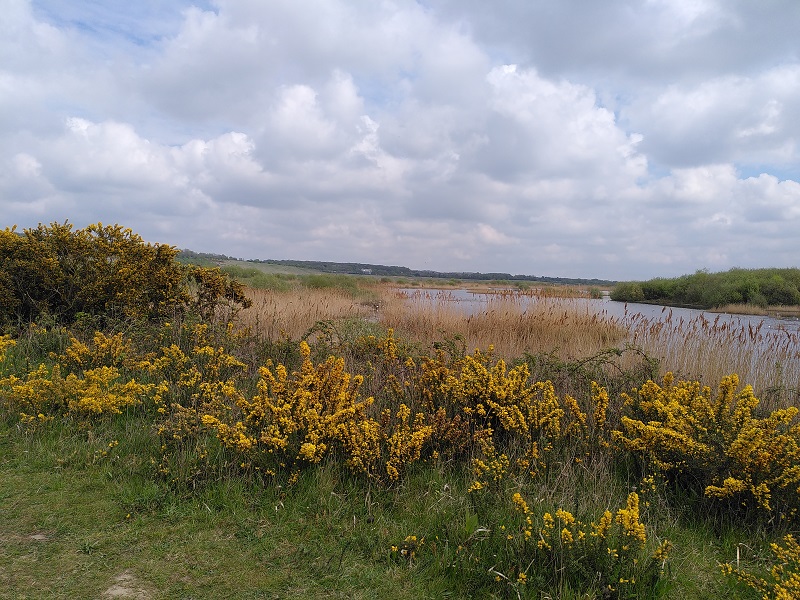 WFV, St Aiden’s RSPB Reserve, near Swillington, 30.9.25