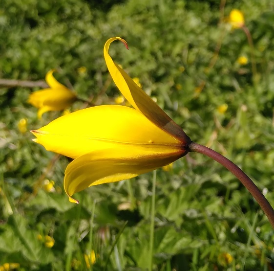 WFV Cattal and Staveley. 8.4.25 