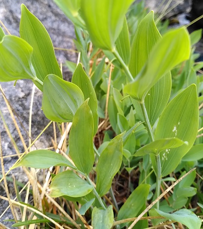  WFV Hutton Roof Crags 27.05.25