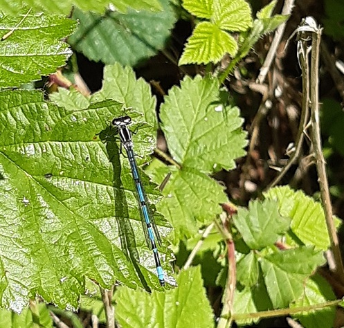  WFV Ben Rhydding Gravel Pits 20.05.25
