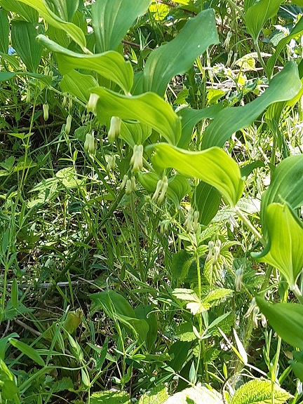 close up of the solomon's seal plant. It has long green leaves with delicate flowers in a line underneath