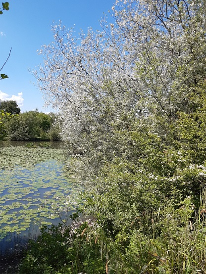 Image of the lakeside with a seeding goat willow tree over the water