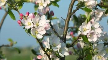Blossom Celebration Bowling Community Orchard