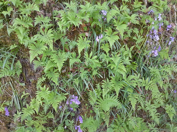  WFV Strid Woods, Bolton Abbey Estate 13.05.25