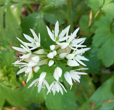 close up of a white wild garlic flower head