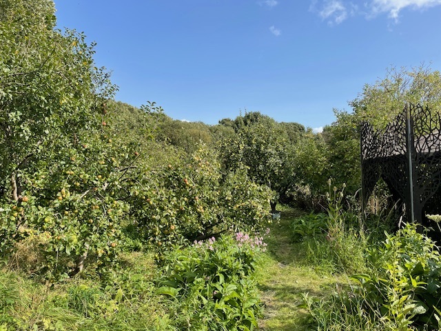 path in the orchard on a very sunny day in spring