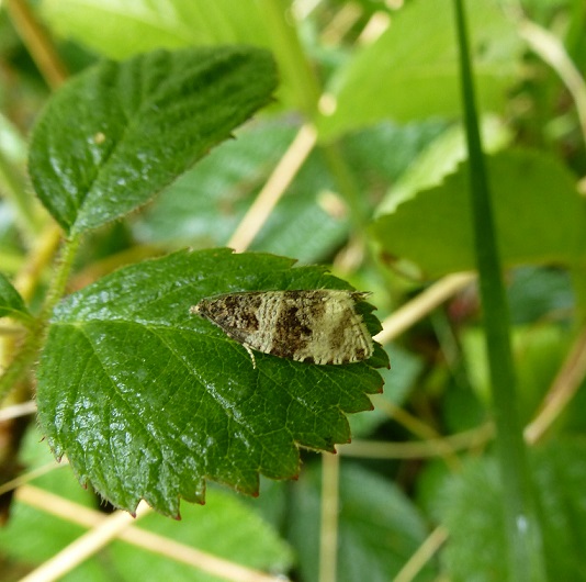 close up of orthotaenia Undulana moth on a leaf at Hutton Roof