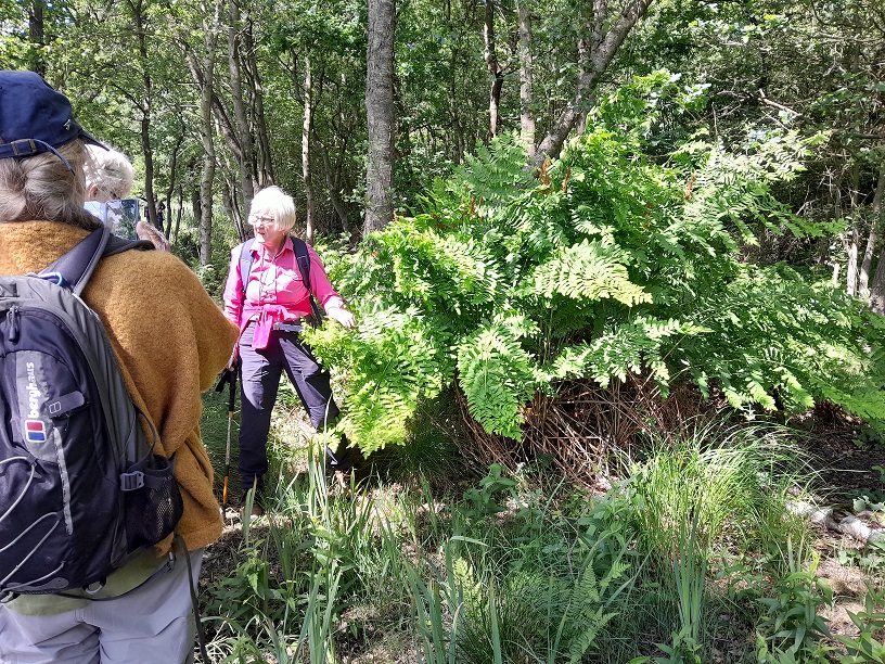 wildlife field visit members standing beside a large Royal Fern - very big green fern leaves