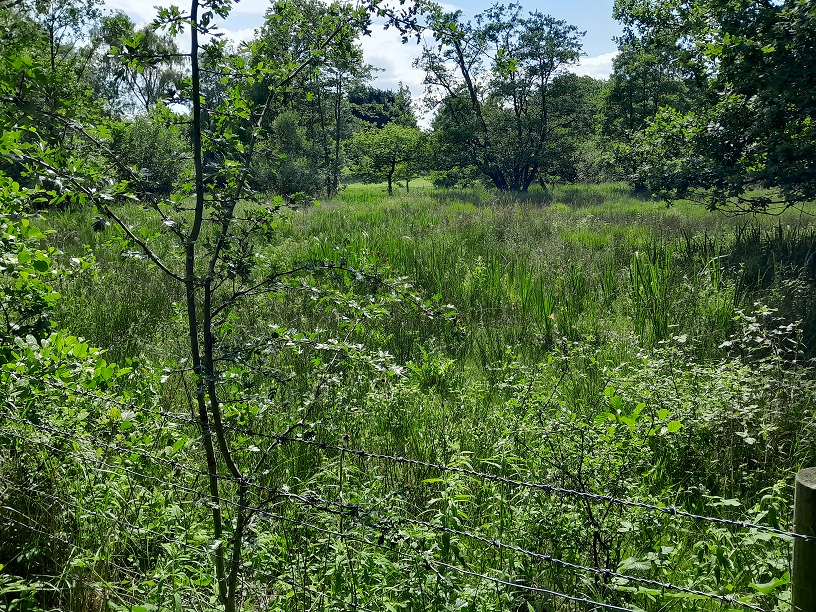 summer view of green landscape at Askham Bog. Large trees in the background