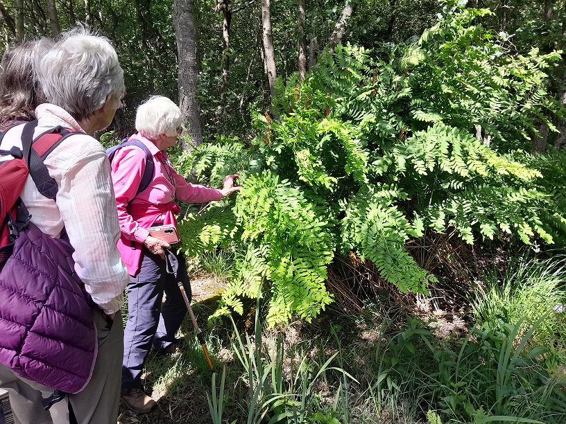 WFV June 10th 2025, Bolton Percy and Askham Bog