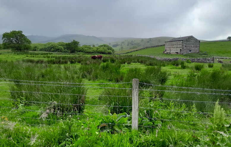 View of the walk between Marsett Hill and Semerwater.  Much green foliage and a wire fence in the foreground