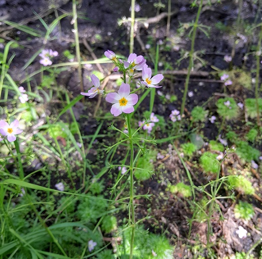 close up of a dainty lilac water violet with yellow centre