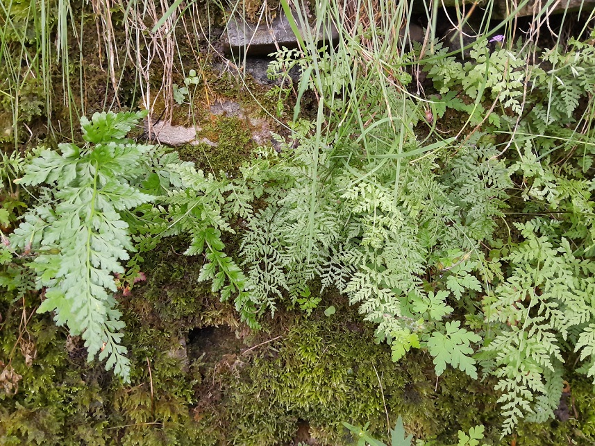 Small ferns among moss. Brittle Bladder fern and Black Sleenwort