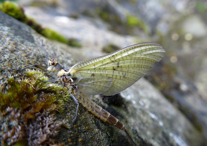 WFV June 24th 2025, Bell Sykes Hay Meadow, near Slaidburn