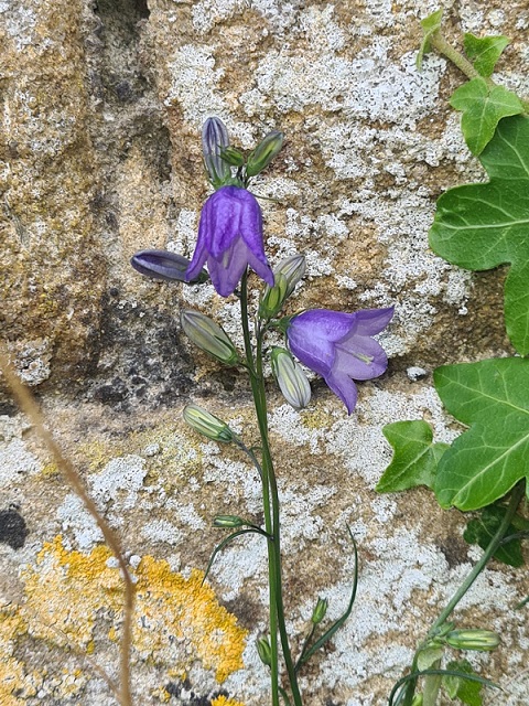 close up of the delicate blue bell-type flowers of campanula
