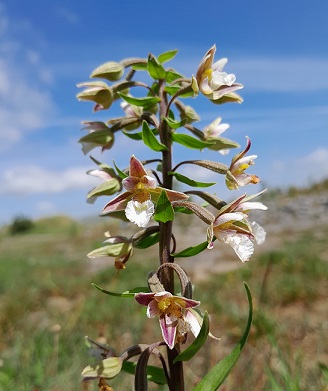 Image of a tall March Hellebore in flower.  Pale pink petals.