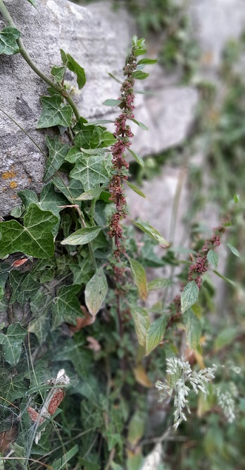 Wall with Ivy and a long stem of Pellitory of the wall
