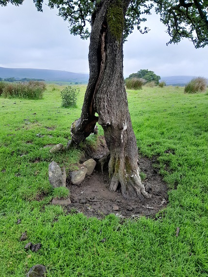 an old tree surviving with a hollowed out and worn away trunk. 
