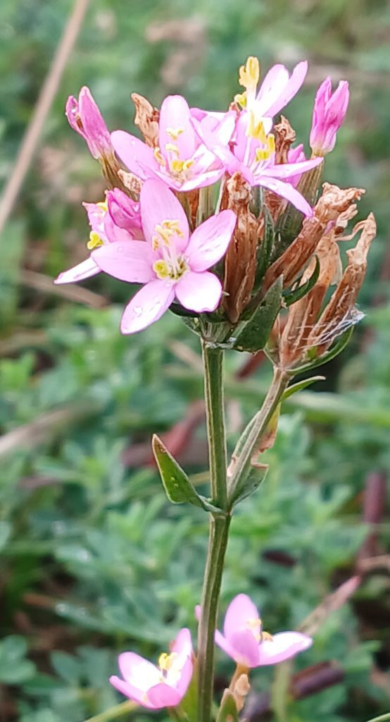 Close up of a head of bright pink flowers of Common Centaury. 