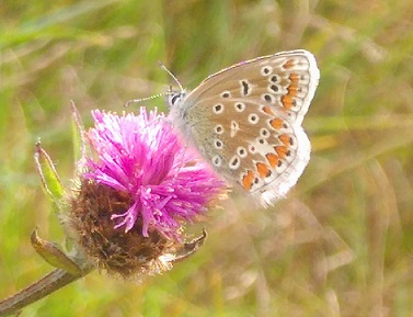 close up underwing of the common blue butterfly. Pale brown  with black and ochre markings sitting on a purple knapweed flower.  