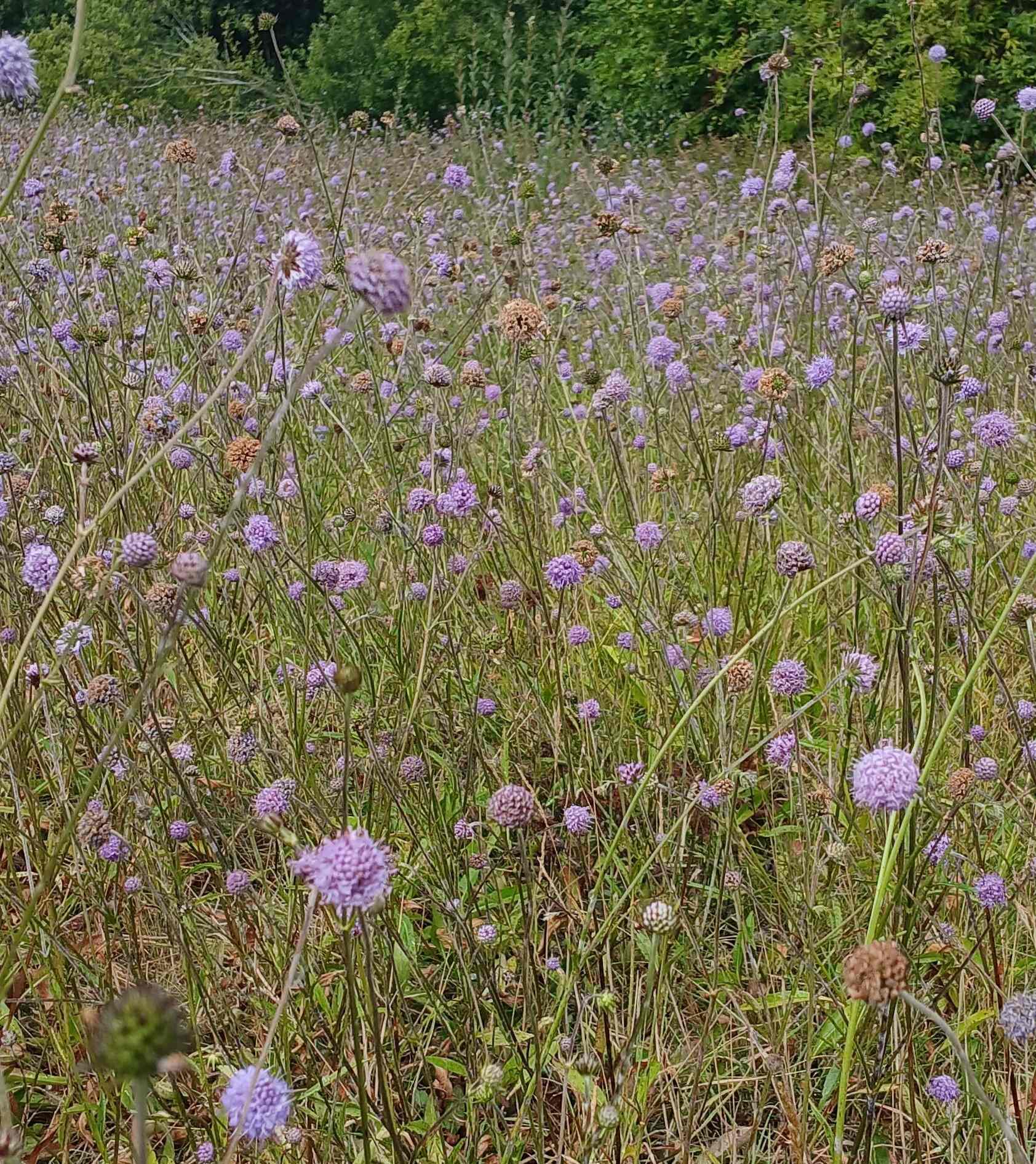 WFV, Tuesday 26th August 2025, Sun Lane Nature Reserve, Burley-in-Wharfedale