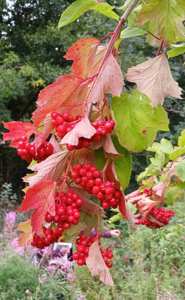 masses of bright red berries weighing down a branch of Guelder rose, some leaves turning autumn orange colour. 