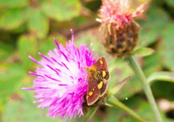 image of a small brown and ochre Mint Month sitting on a purple Knapweek flower