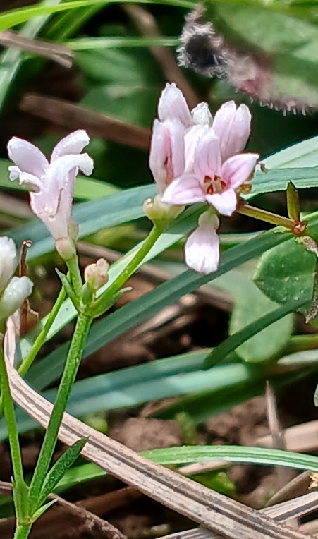 close up of delicate pink flowers on a straight green stalk. Squinamcywort.