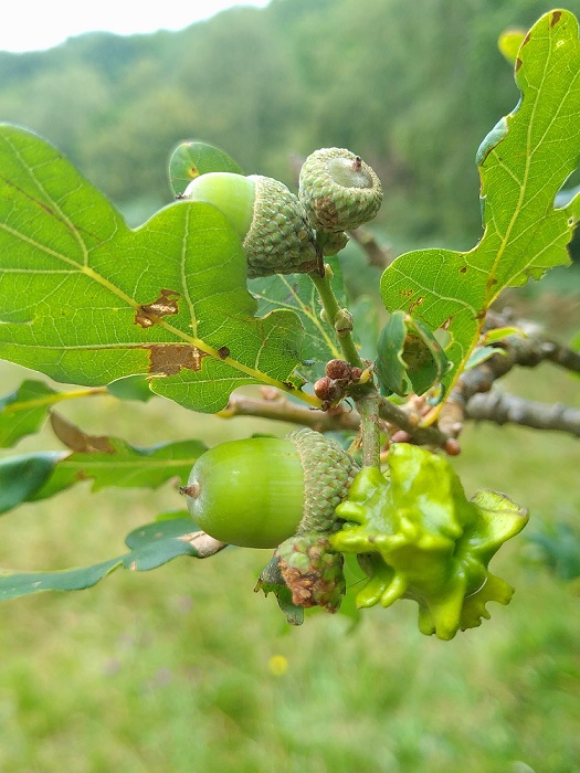 close up of oddly shaped green sore (gall) that insects protect their young inside.  It grows on the oak tree