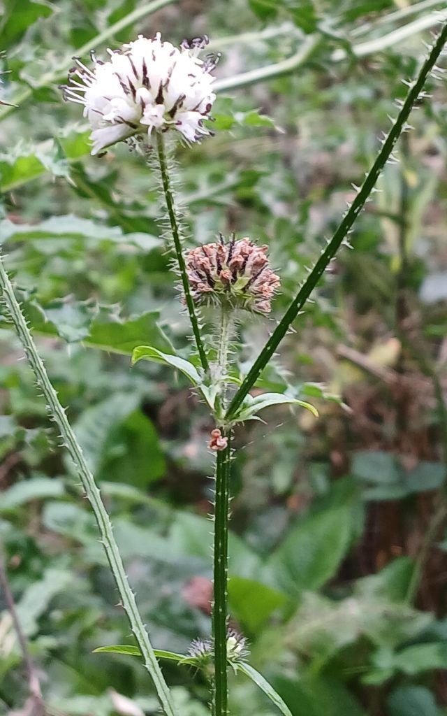 close up of Small teasel showing white flower on top of top of the very prickly stems.