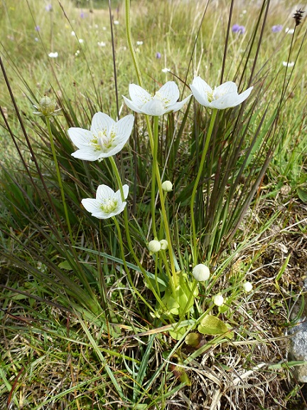 close up of 4 delicate white flowers growing in grass close to the ground.  5 white petals with green veins.  Grass of Parnassus.
