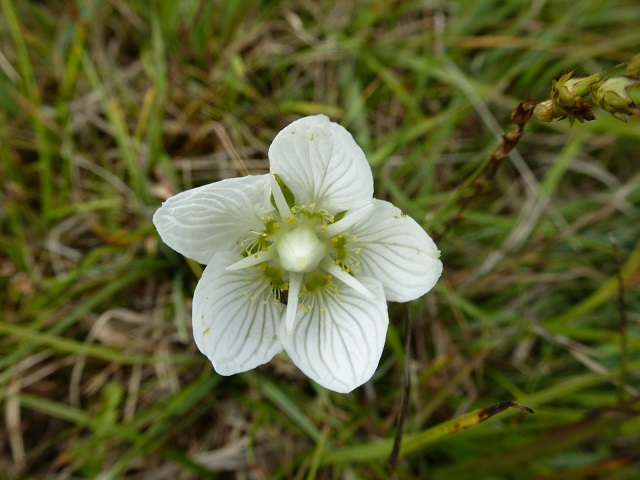 close up of the delicate white Grass of Parnassus flower. 5 white petals with green veins