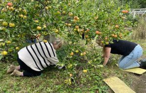 close up of two women picking up apples and using a sickle to cut back grass underneath an apple tree