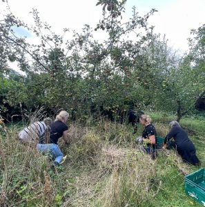 a group of women cutting back grass from underneath an apple tree