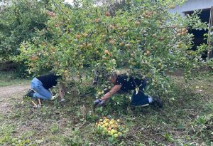 women picking up green apples from underneath an apple tree